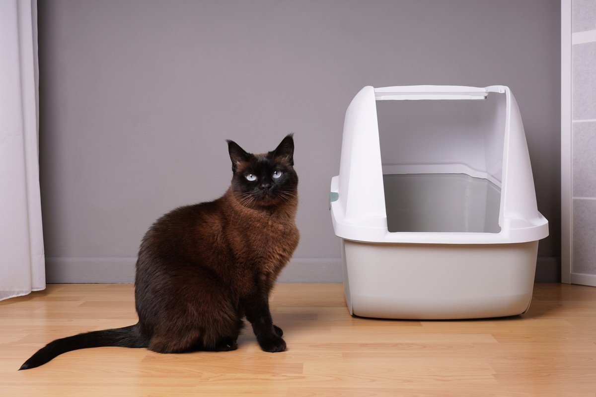 猫がトイレを『我慢する』3つの理由　すぐに対処しなかった場合の危険性とは