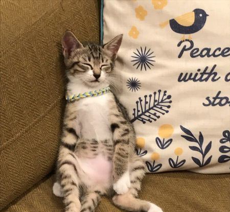 猫が『座ったまま眠る』心理５選