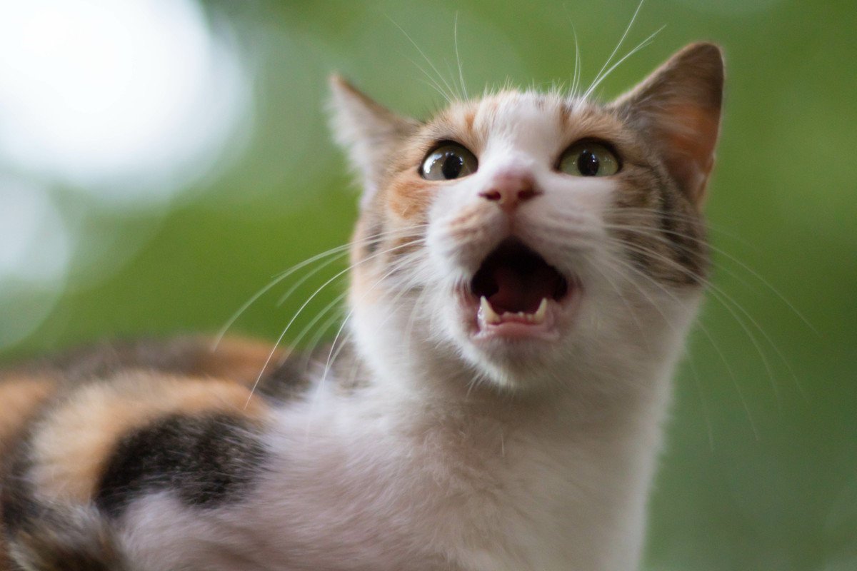 猫が『異様に激しく鳴く』時の理由3つ　症状がでていたらすぐに病院へ