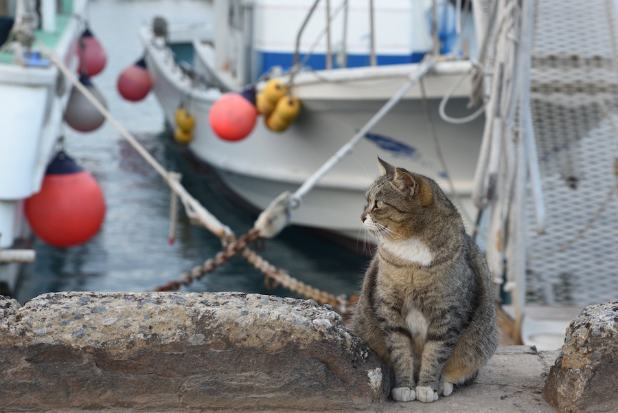 瀬戸内にある猫とアートの島「直島」の魅力