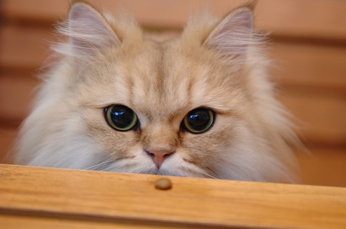 猫の瞳孔がおかしくなる病気4選　目だけでなく神経に異常がある場合も