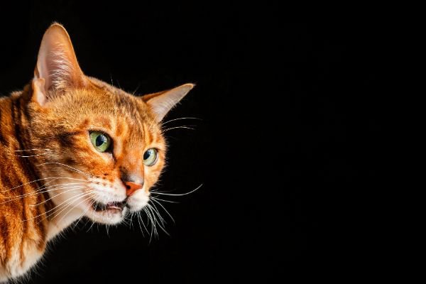 猫にフレーメン反応が起こる理由とは？匂いを嗅いで口を開ける意味も解説！