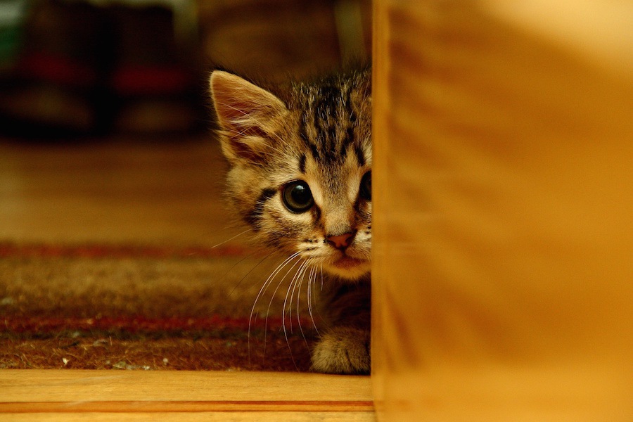 猫が怖がる6つの事。どうして怖いのかを理解して対策を！