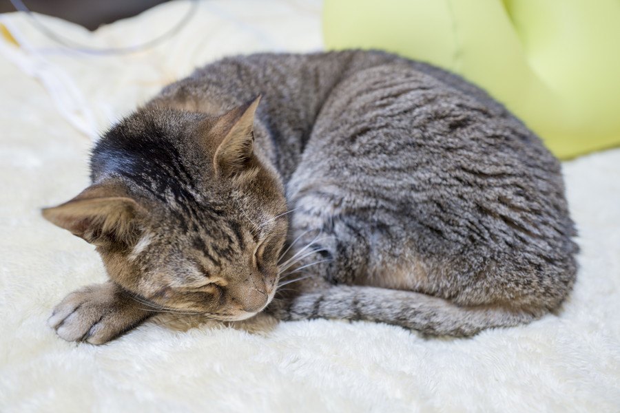 猫の寝相別『隠れ体調不良』診断