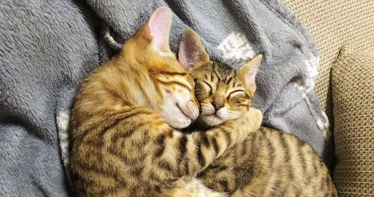 【大人気】尊いの極み…！抱き合って眠る保護兄妹猫さんの姿が眼福♡