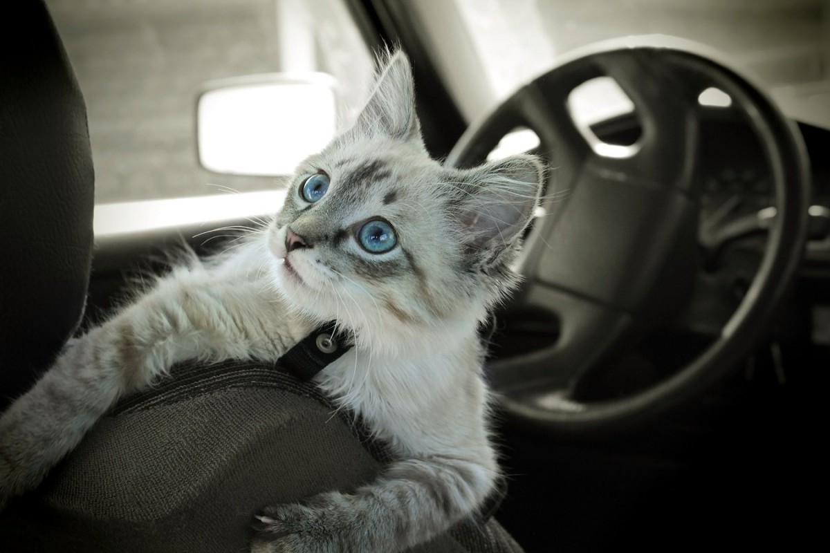 猫との『ドライブ』は可能？起こり得る3つのトラブルと必要な対策とは