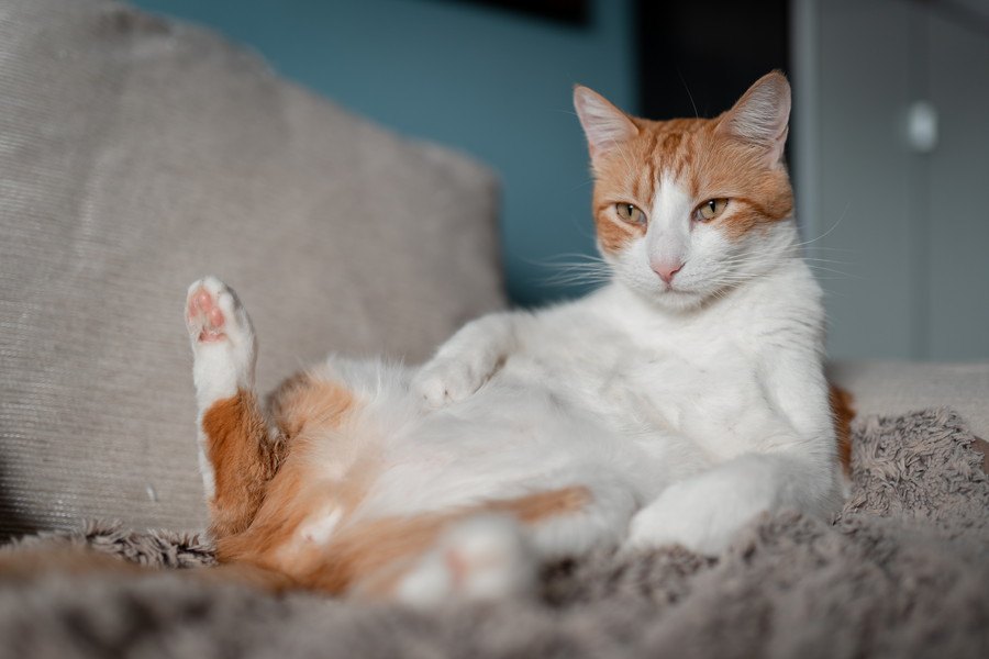 猫の『座り方』がおかしいときに考えられる４つの病気