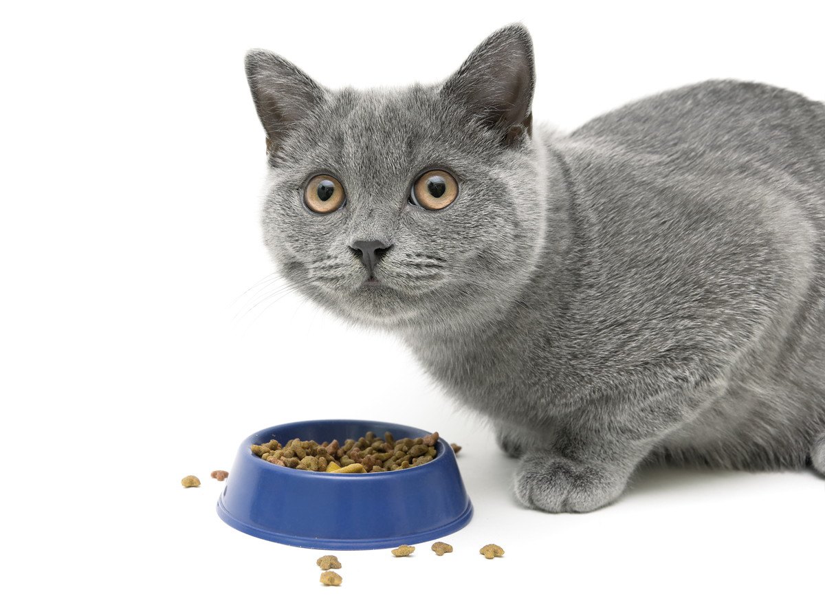 猫が『食べこぼし』をする5つの理由と改善策