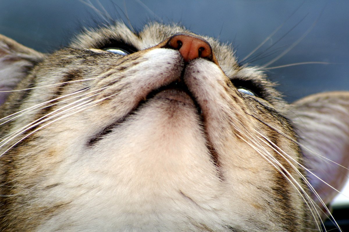 猫が『鼻水』を出している時の原因6つ！飼い主がすべき対処法とは