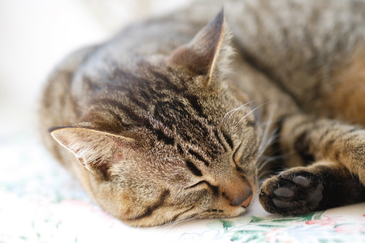 室内飼育の猫が亡くなる前に見せる行動とその理由5つ