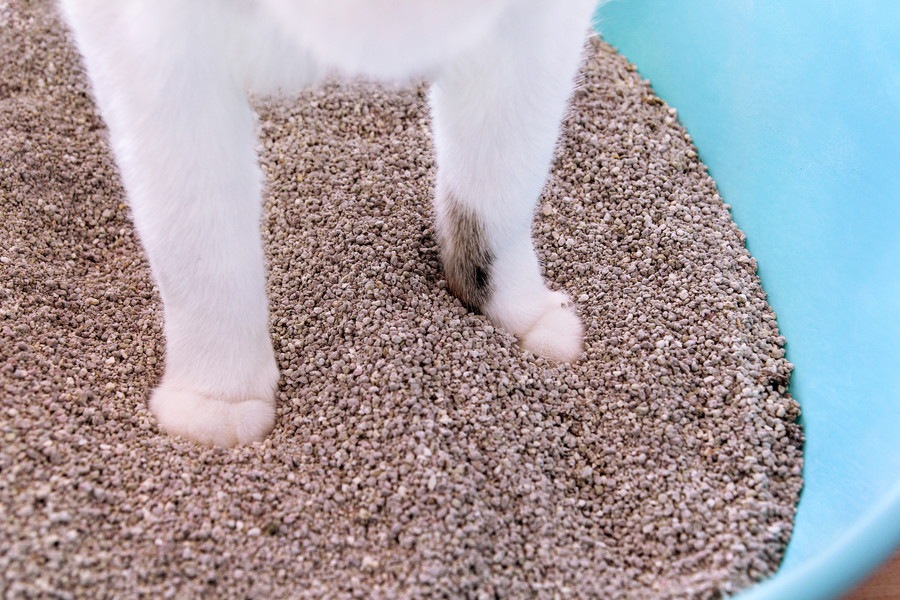 猫が「トイレの砂を撒き散らす」のはどうして？解消できた3つの事