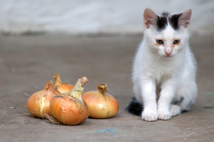猫にとって『毒物』になる有害食材7選！主な中毒症状や対処法とは？