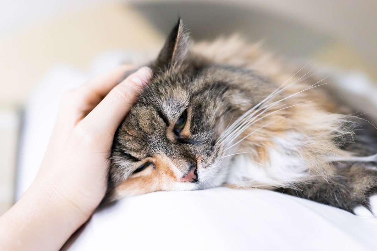 猫に『急性痛』が起こる原因と見極める方法3つ