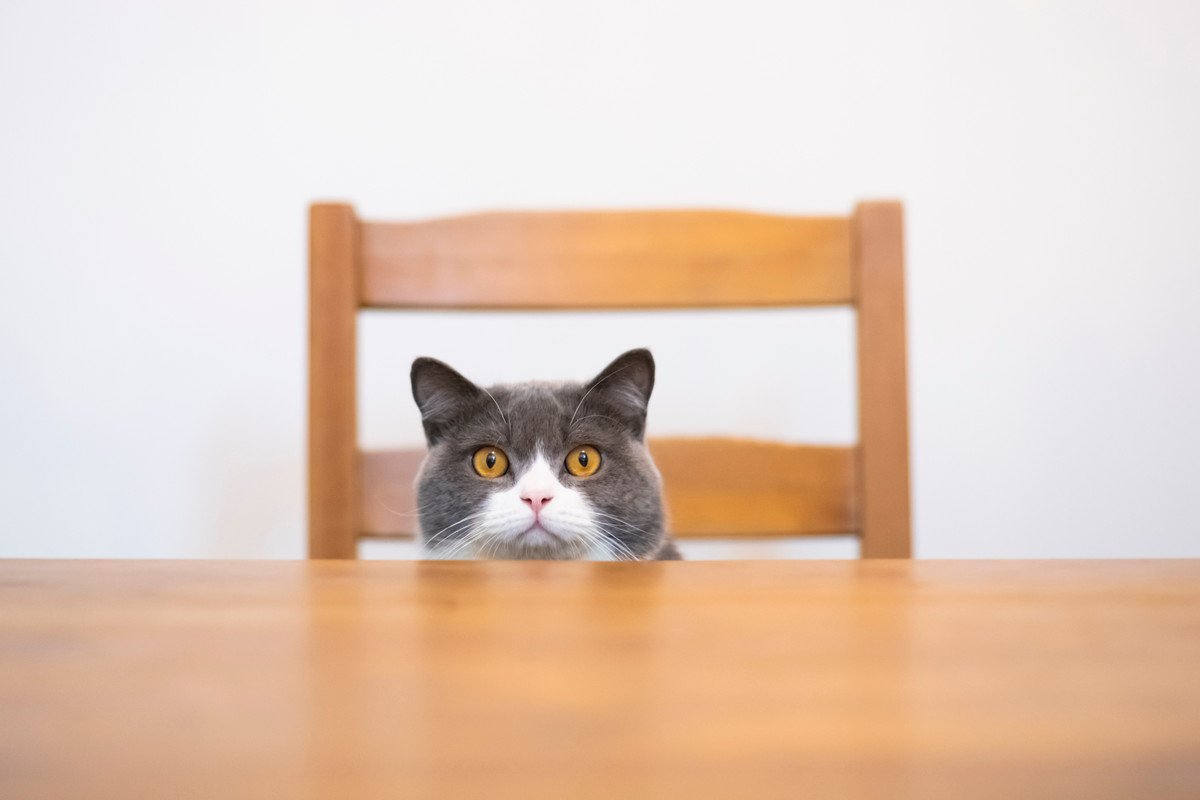 猫が『テーブル』に登りたがる3つの心理　効果的にやめさせるための方法ってある？