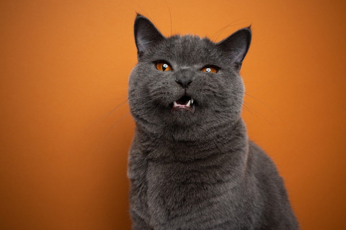 猫の『歯ぎしり』が危険な3つの理由　放置すると起きるトラブルや正しい対処法を解説