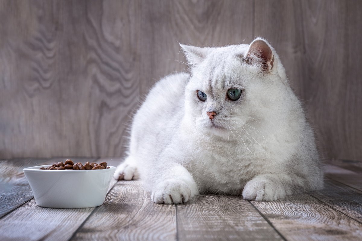 猫の健康を左右する『良い食器・悪い食器』のチェックポイント5つ