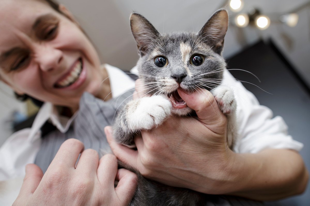 猫に『人の手で遊ぶクセ』を付けると起こる5つのトラブル
