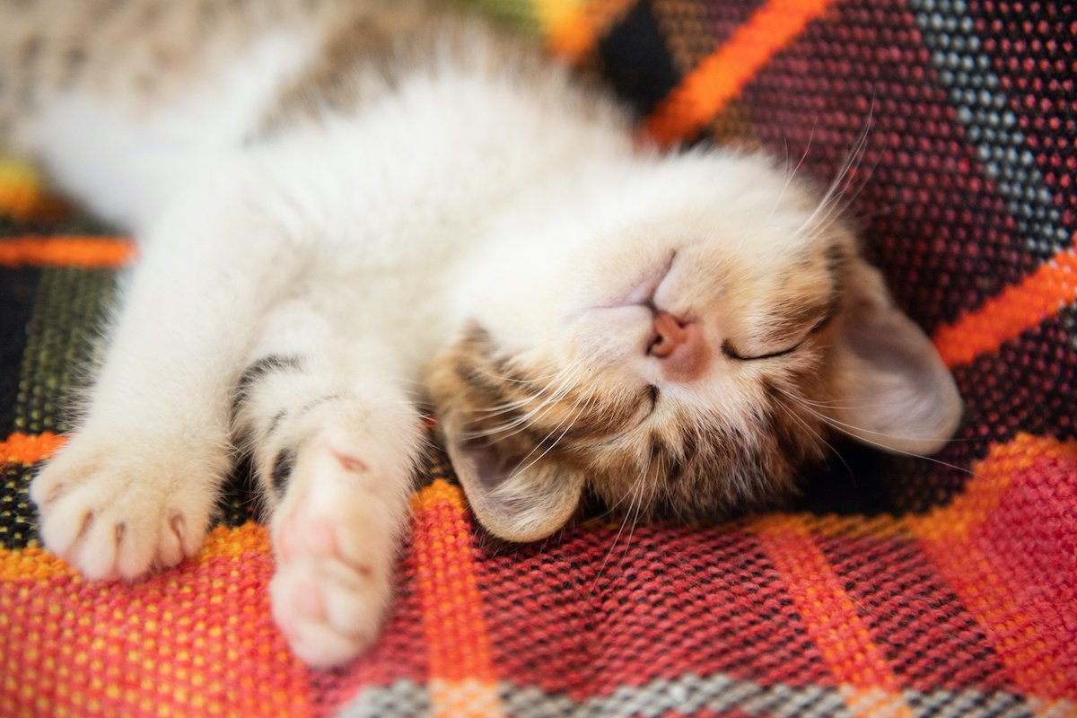 猫が寝てる時に『ピクピク』するのはなぜ？４つのワケ