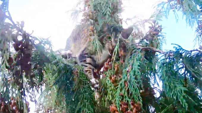 今年一番の困難なレスキュー！大きな杉の木の先端にいる猫を救出！