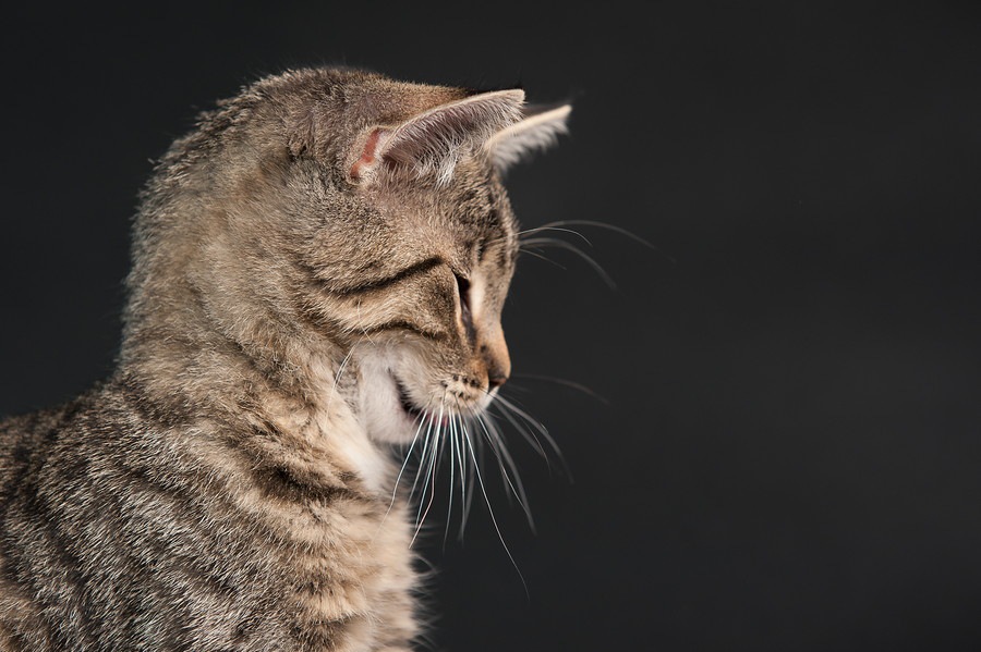猫がストレスを感じている時の8つのサイン