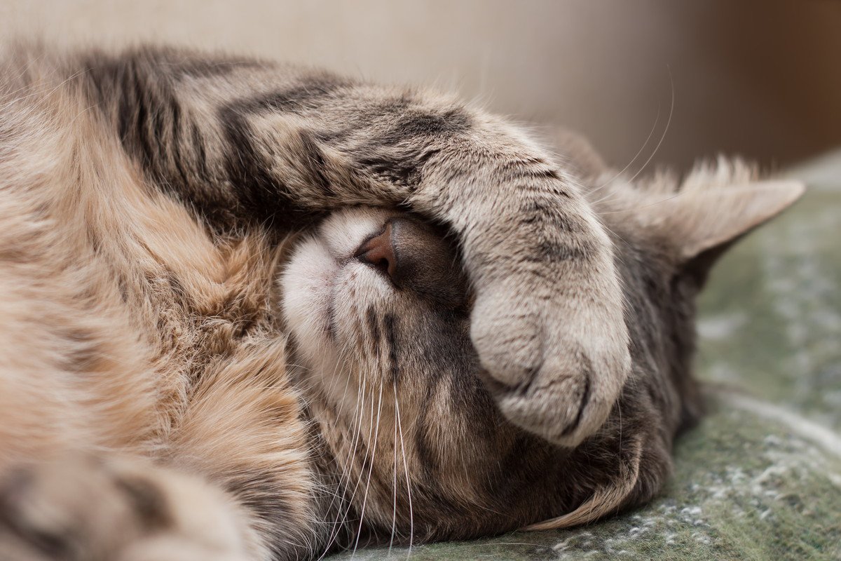 猫の『睡眠の質』が悪くなる4つの要因と改善策