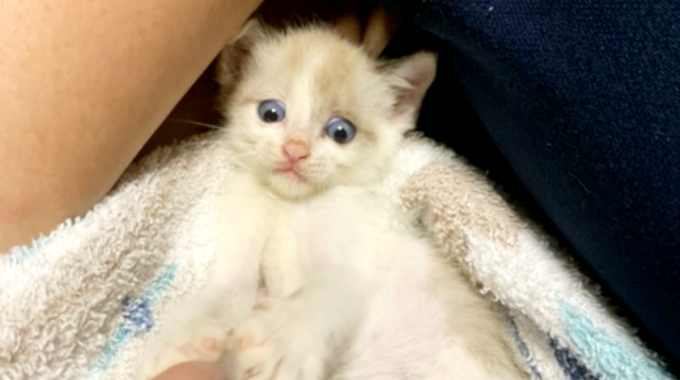 空き地で保護された猫の親子……青い目の“アルト”との出会い