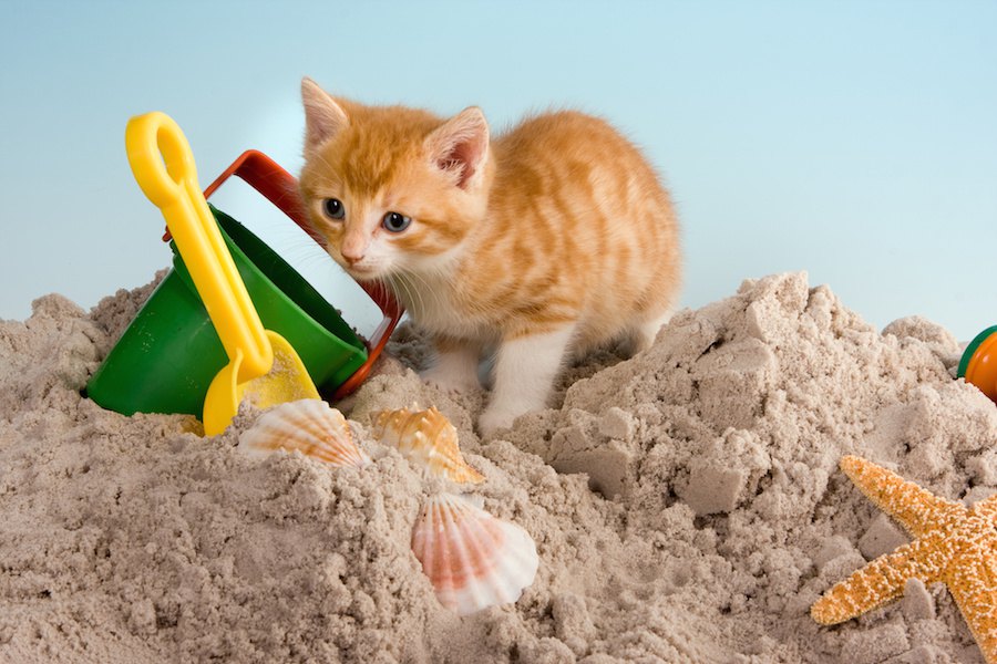 猫のトイレとして代用できるおすすめ商品3選！砂やスコップの代用品も紹介