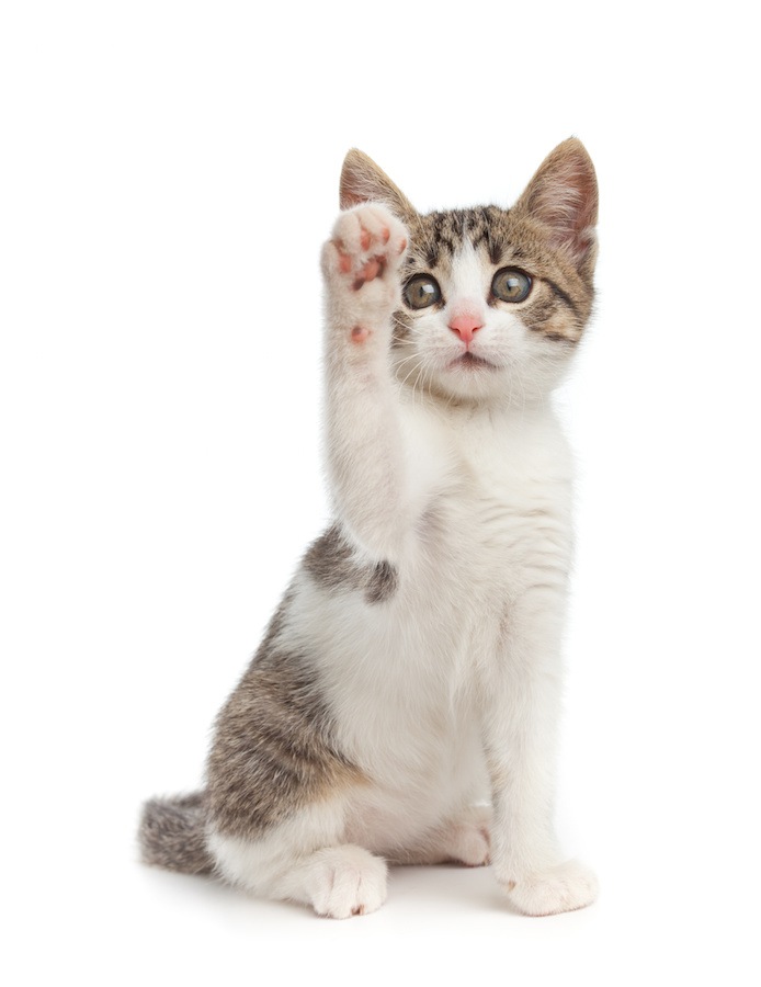 招き猫で有名な5つのスポットで運気アップ！由来や上げている手の意味まで