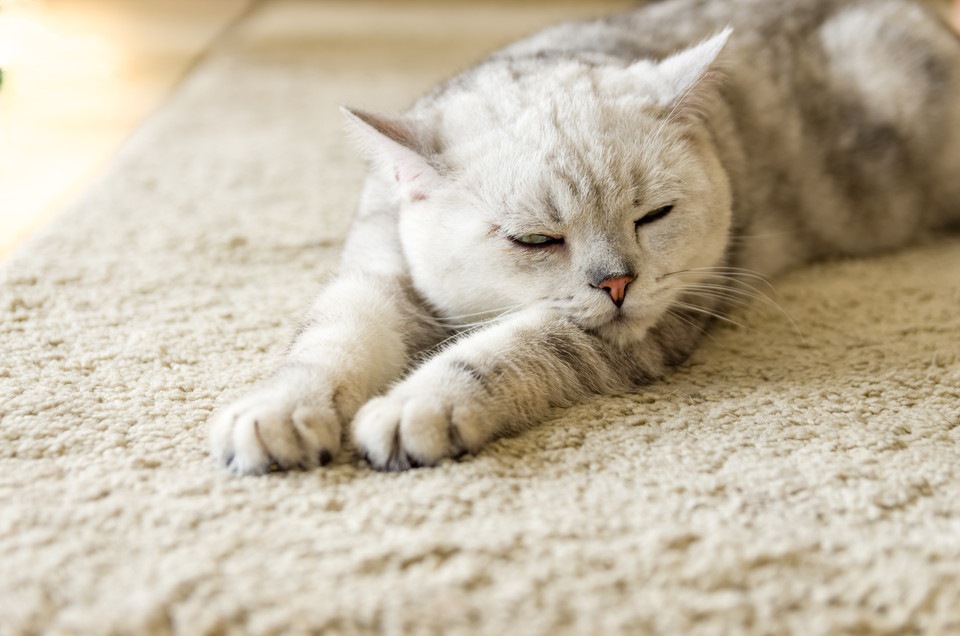 猫の甲状腺機能亢進症の症状、治療法