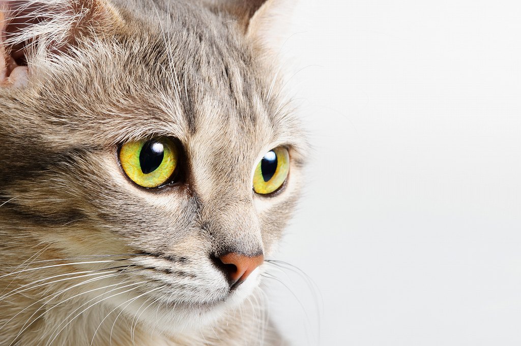 猫の目が開かない…考えられる主な病気と症状。子猫の場合も