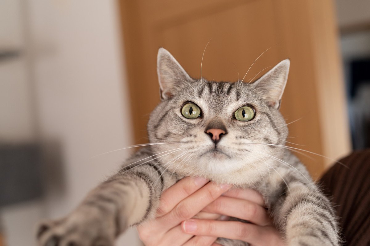 『抱っこ嫌い』な猫の心理5つ　好きになってもらうことはできるの？