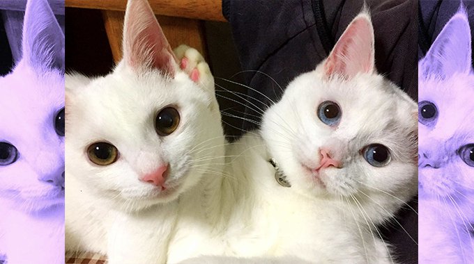 時間差で保護した2匹の白猫…同居の心配を覆した嬉しい反応とは？