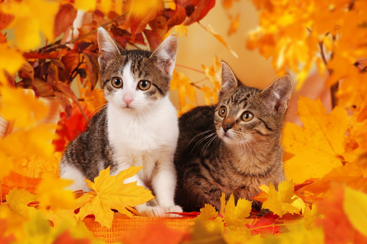 猫に起こる『秋の変化』4選！飼い主がすべきケアとは？