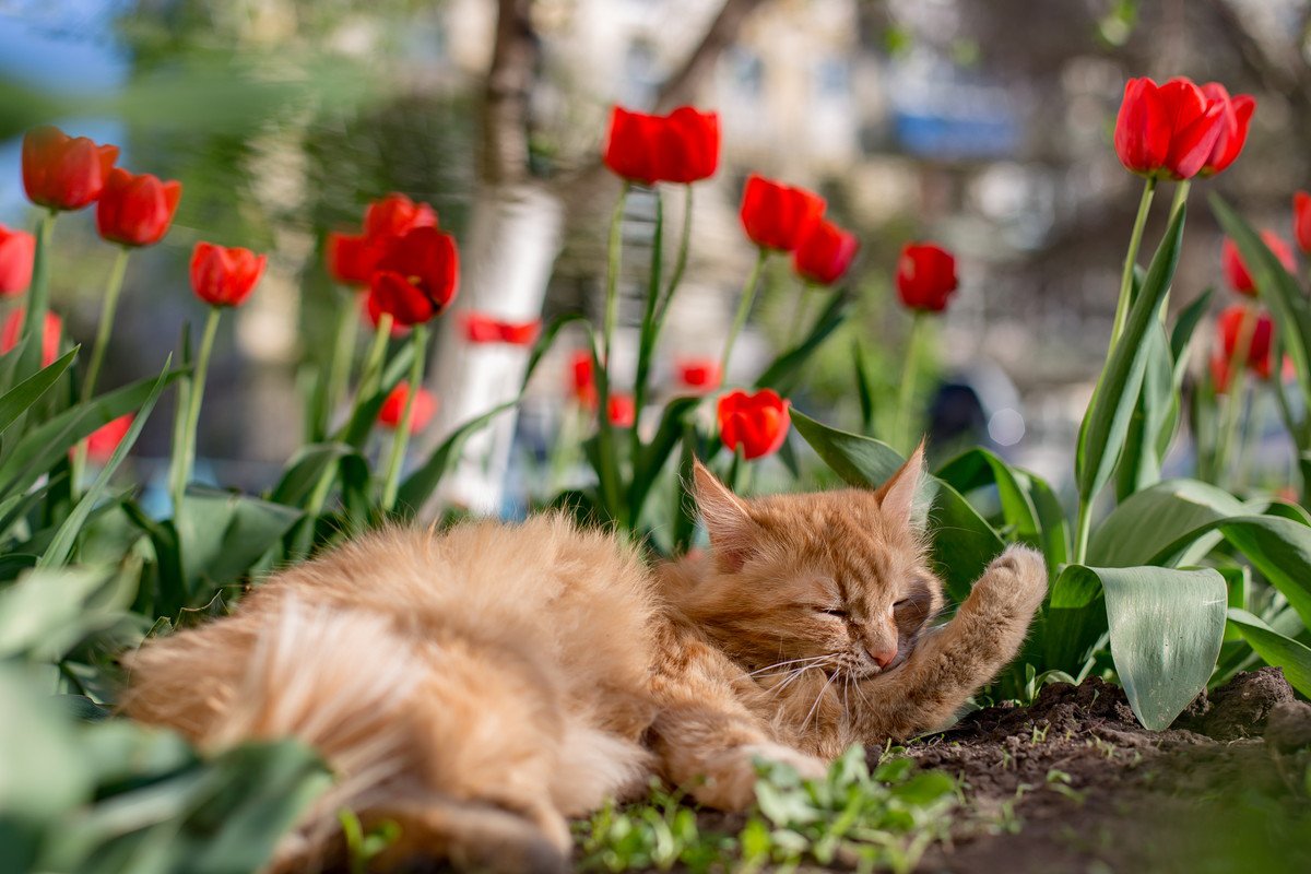 猫の寿命を縮める『春の花』4選！食べると起こる危険なトラブルとは？