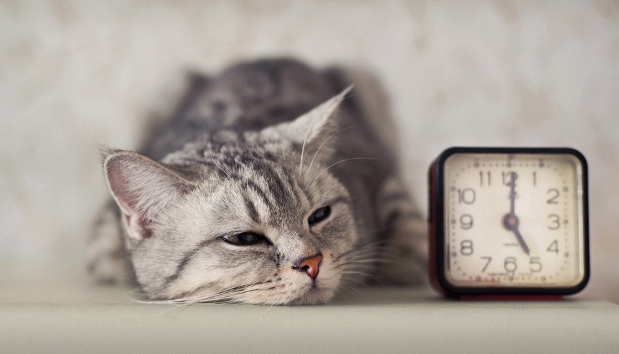 夜行性は誤解だった！猫が本領発揮する『活動時間』の秘密とは？
