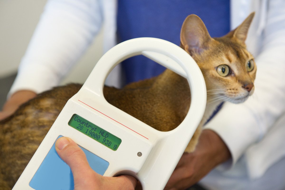 6割が愛猫に「マイクロチップの装着なし」共立製薬、マイクロチップ装着義務化に関する意識調査発表
