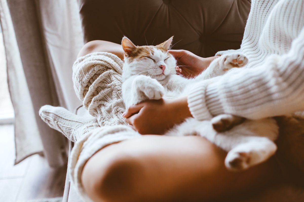 猫に『愛される飼い主』になりたいなら！絶対守るべき５つのルール