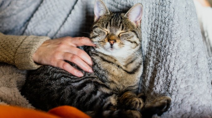 猫が『添い寝』を好む心理4つ♪暑くなったらどうするの？