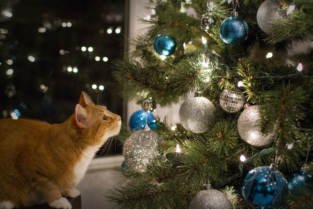 猫とクリスマスツリーの攻防戦！壊されないための5つのアイデア