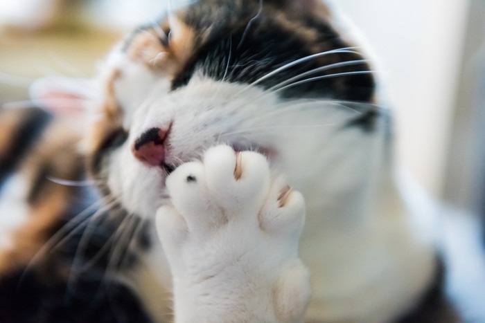 猫の指は何本ある？その役割や多指について