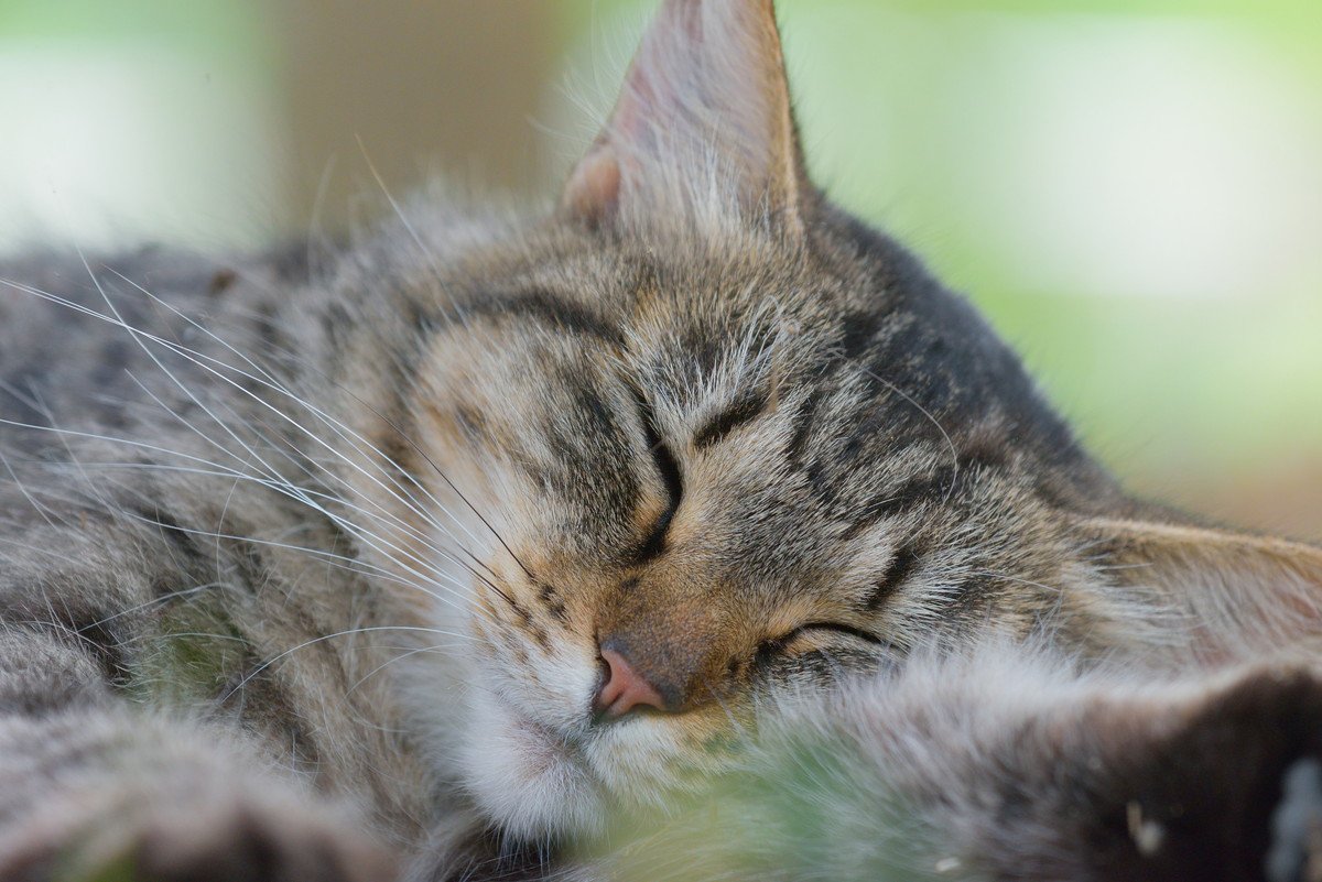 猫が寝ている間に『ピクピク』する理由3つ！これって危険な合図なの？