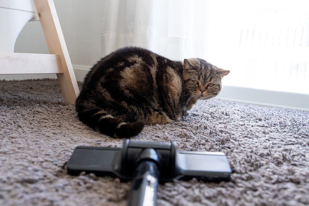 猫はなぜ「掃除機」をいやがるのか？4つの理由と、共存するための克服方法とは