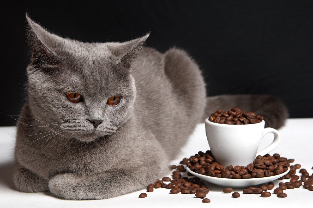猫に『コーヒー』は超危険？！舐めてしまったときの症状3つと対処法