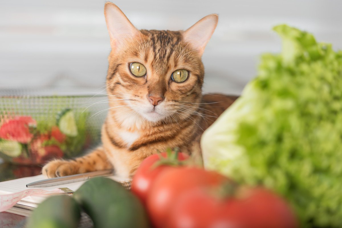 猫にNGな『野菜』4選！理由と誤食してしまった際の対処法