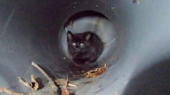 排水溝に落ちて鳴く子猫…緊急救出され母猫と再会！