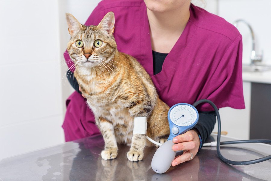 猫の『高血圧症』を招く危険な病気３つと予防法