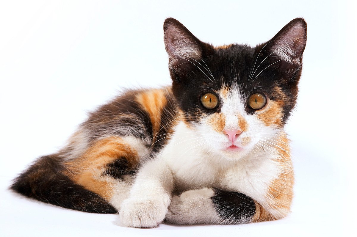 猫が『片手だけ』曲げた座り方には何か意味があるの？4つの理由と魅力の秘密
