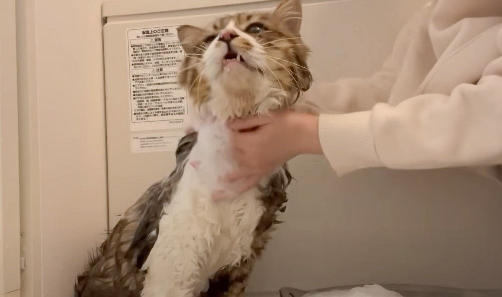 元野良猫を初めてのお風呂に入れてみたら…暴走する姿に思わず悲鳴も　「爆笑した」「大変さが伝わってくる」の声続々