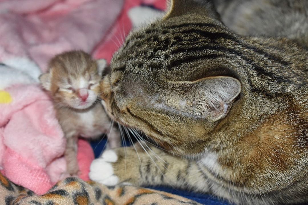 出産直前に捨てられた母猫は帝王切開で命を救われた