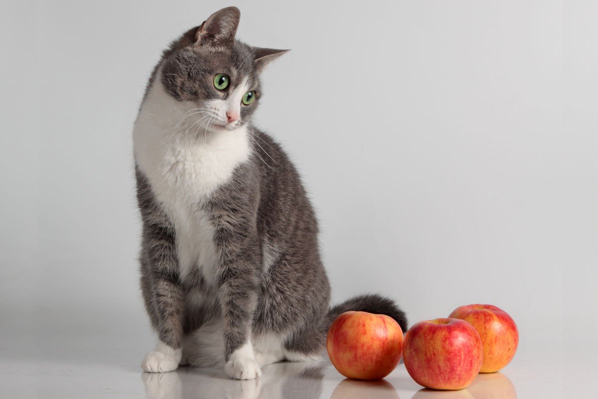 12月12日は『世界りんご猫デー』！そもそもりんご猫って何？由来や成り立ちを解説